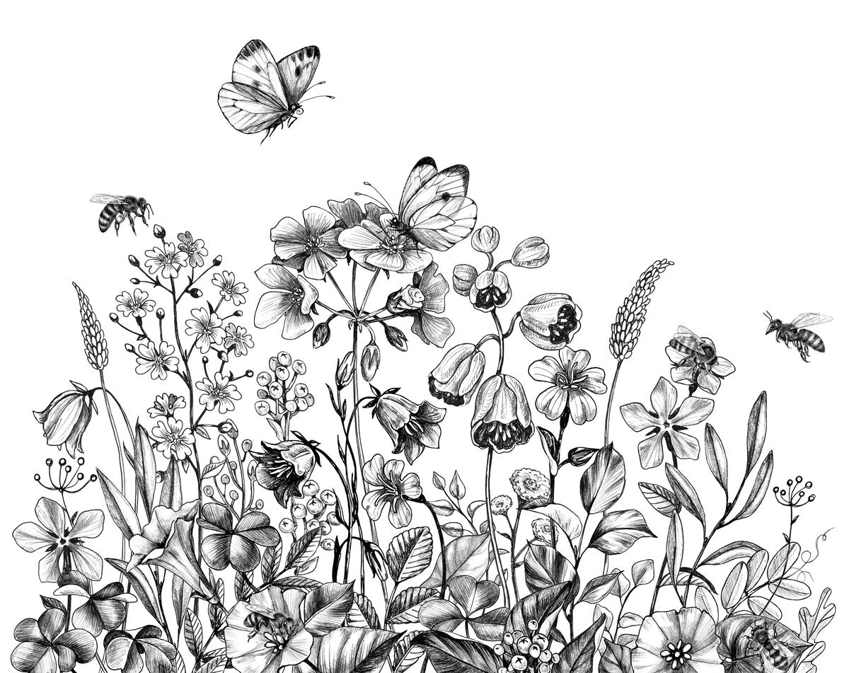 Kwiaty łąkowe i pszczoły – ilustracja botaniczna